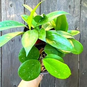 Best Deal! Bundle of 3 Hoya Plants!!